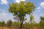 Amblygonocarpus andongensis