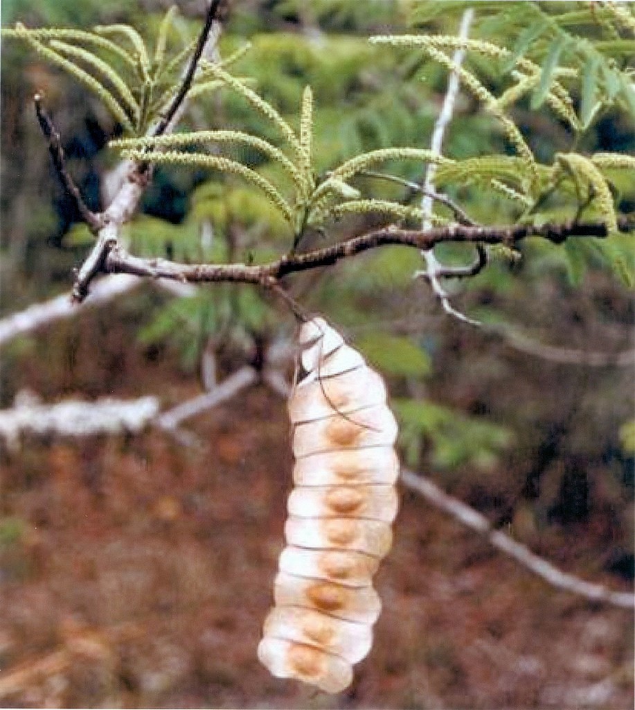 Entada abyssinica Entada abyssinica