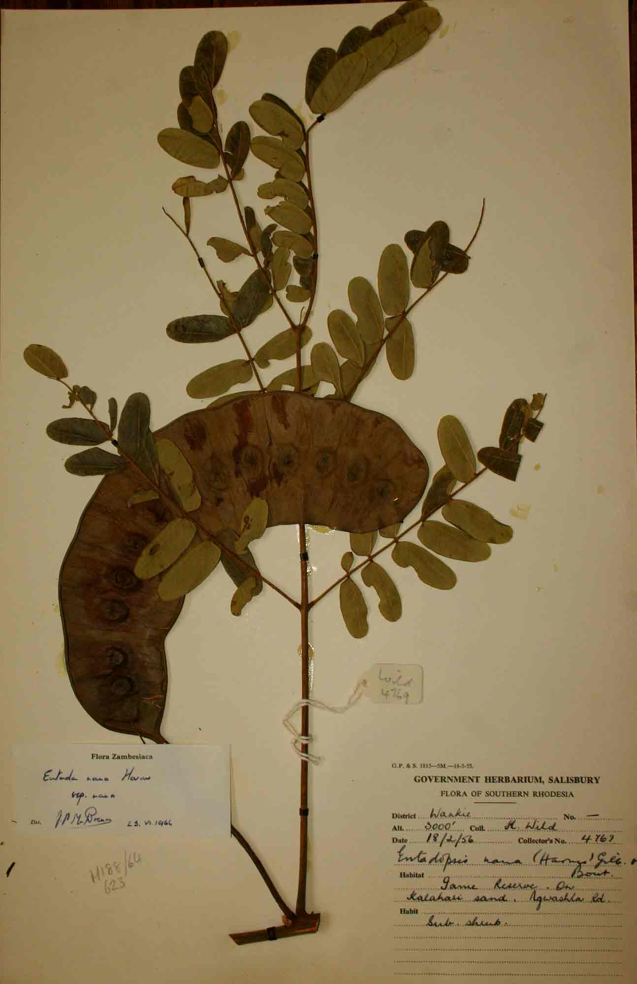 Entada arenaria subsp. arenaria