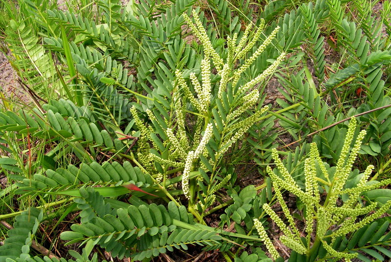 Entada arenaria subsp. arenaria Entada arenaria subsp. arenaria