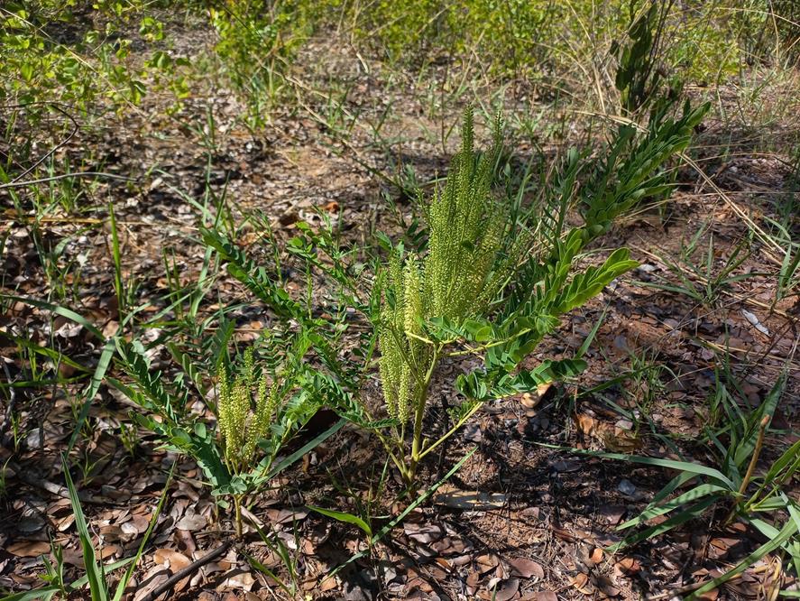 Entada arenaria subsp. arenaria