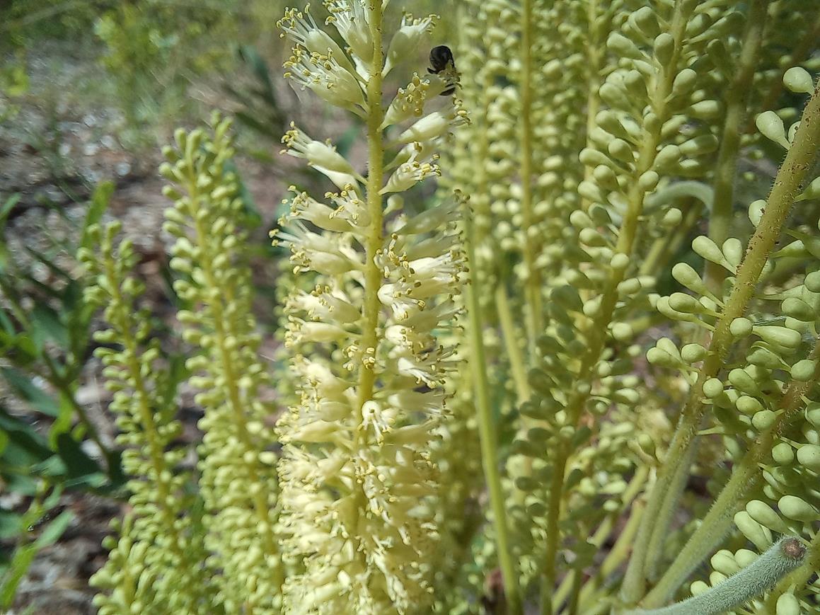 Entada arenaria subsp. arenaria