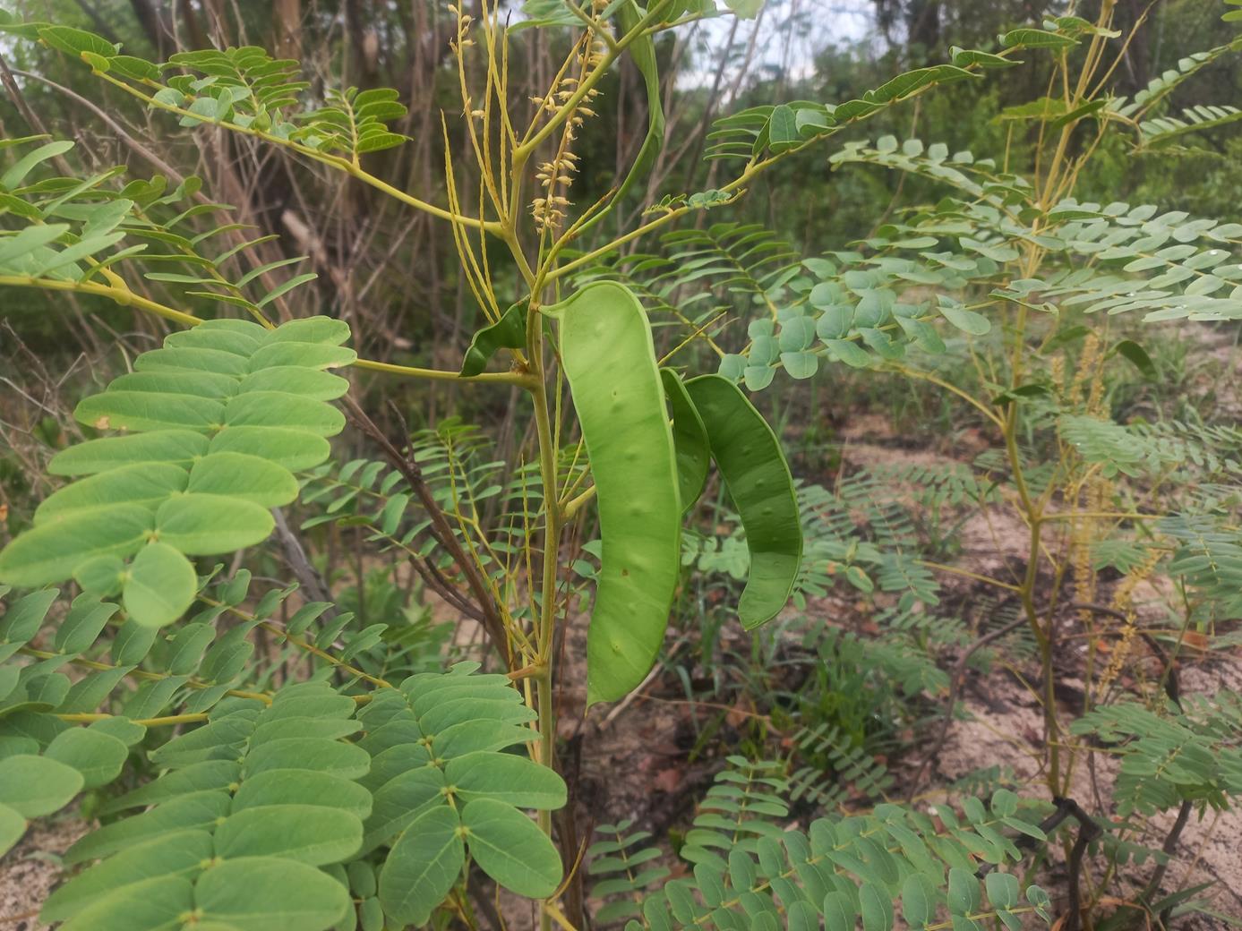 Entada arenaria subsp. arenaria