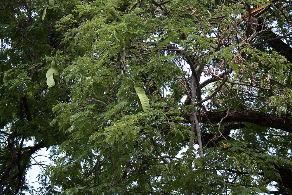 Entada chrysostachys