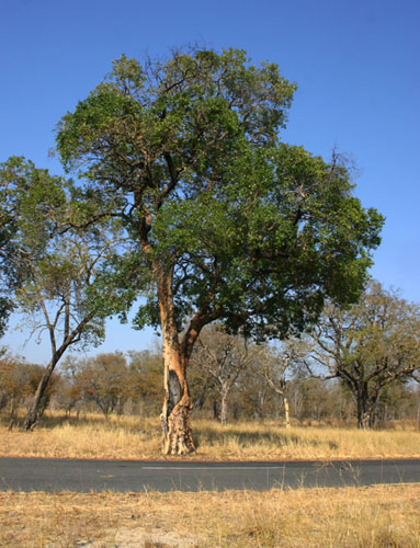 Guibourtia coleosperma Guibourtia coleosperma