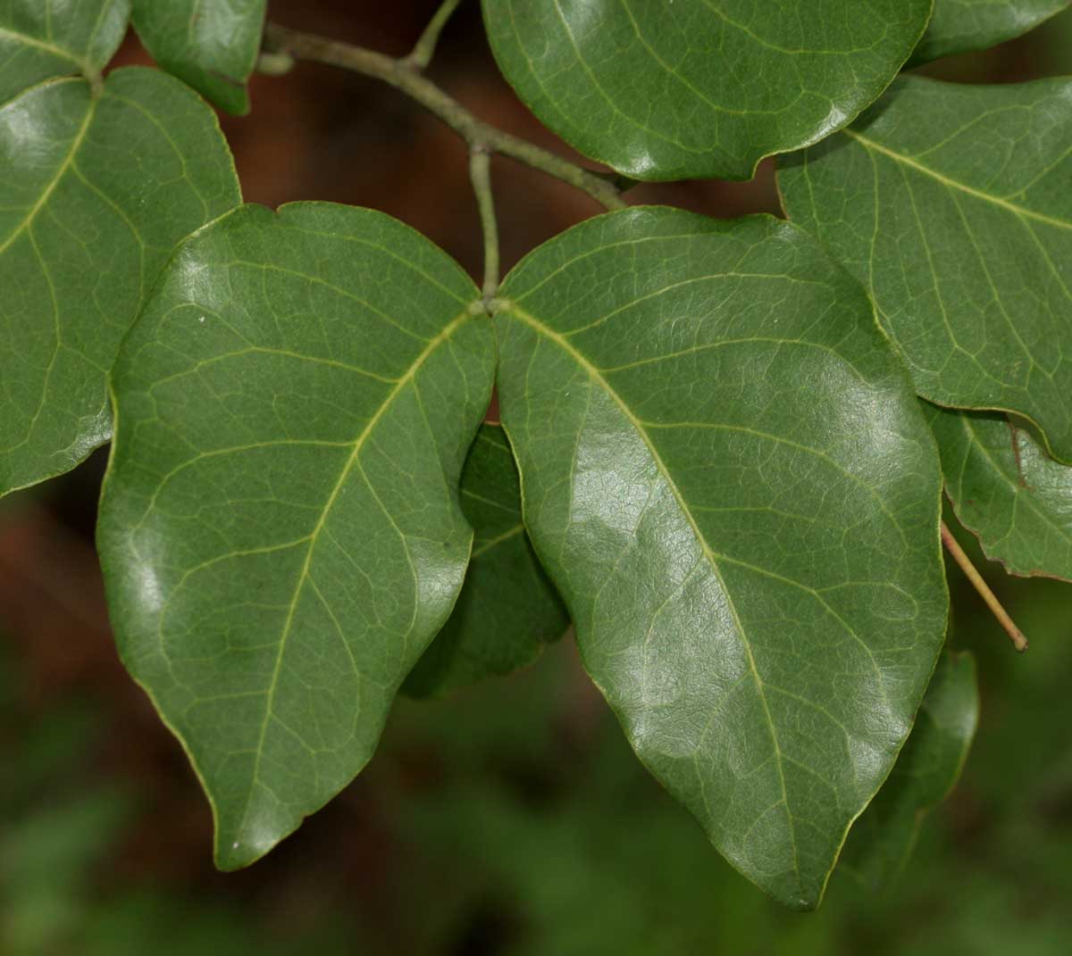 Guibourtia coleosperma Guibourtia coleosperma