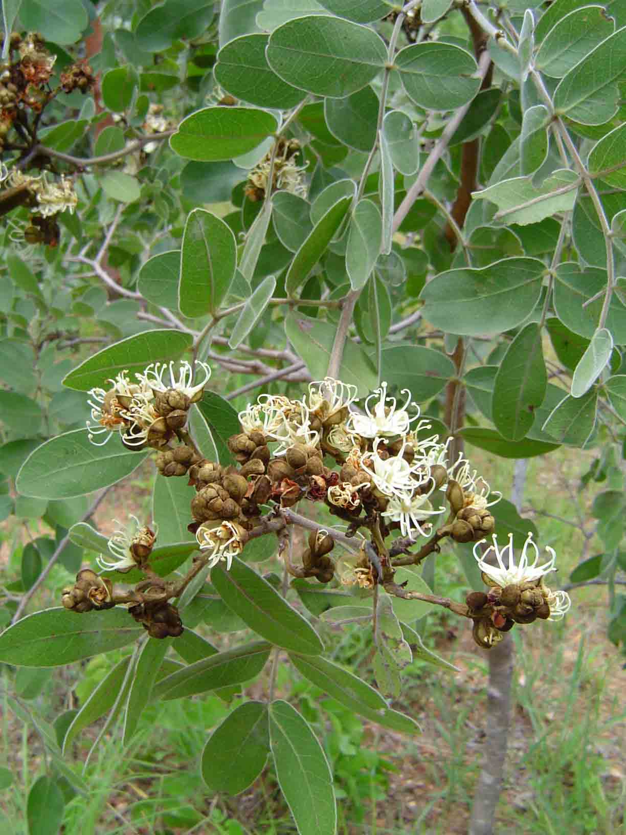 Julbernardia globiflora