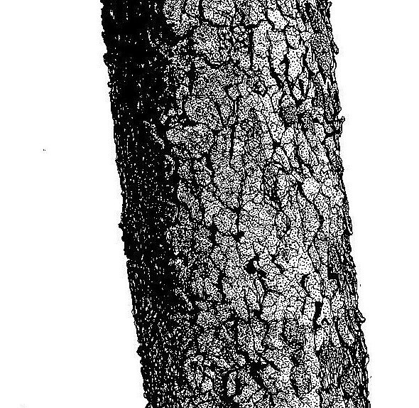 Julbernardia globiflora