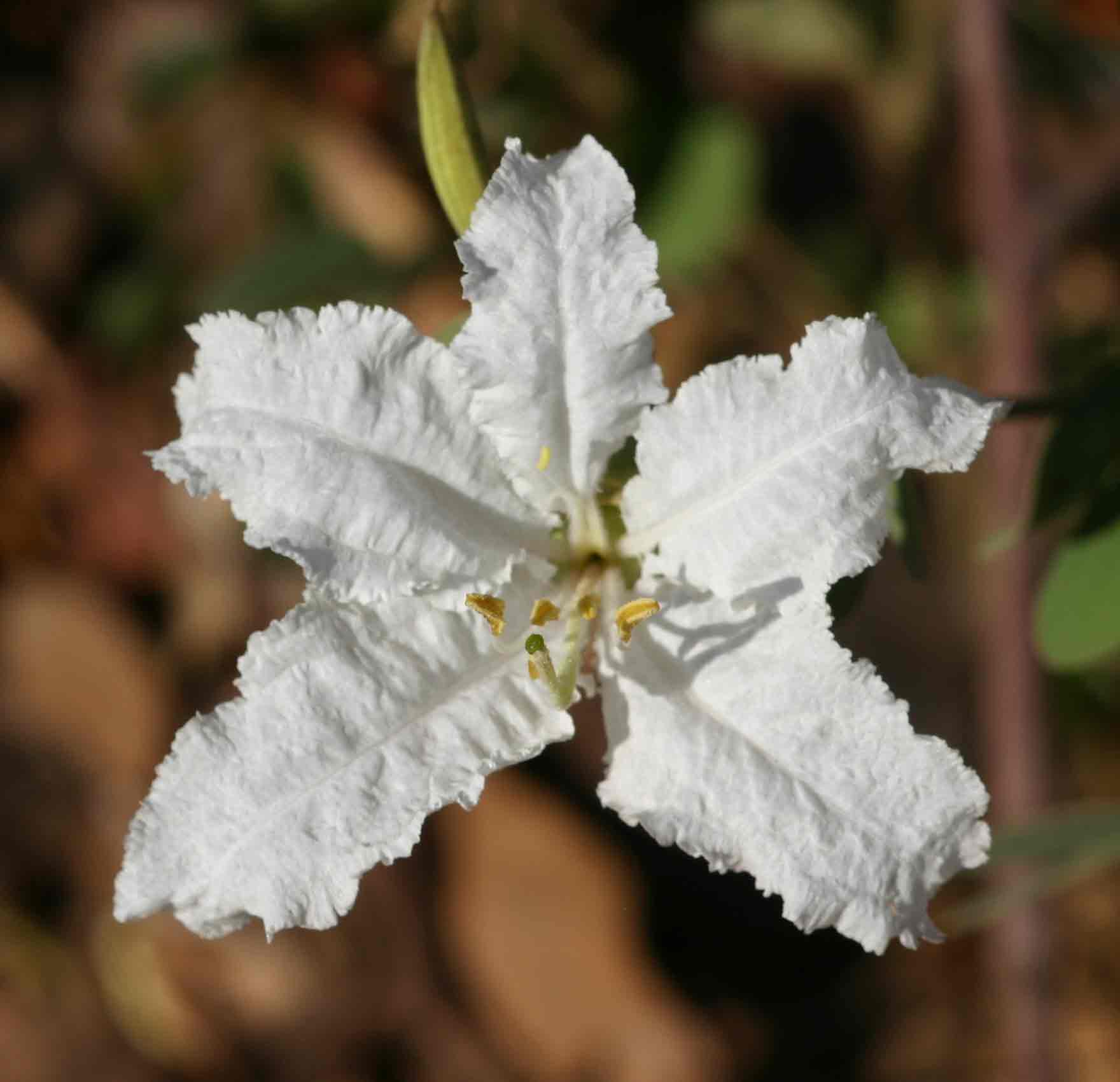 Bauhinia macrantha