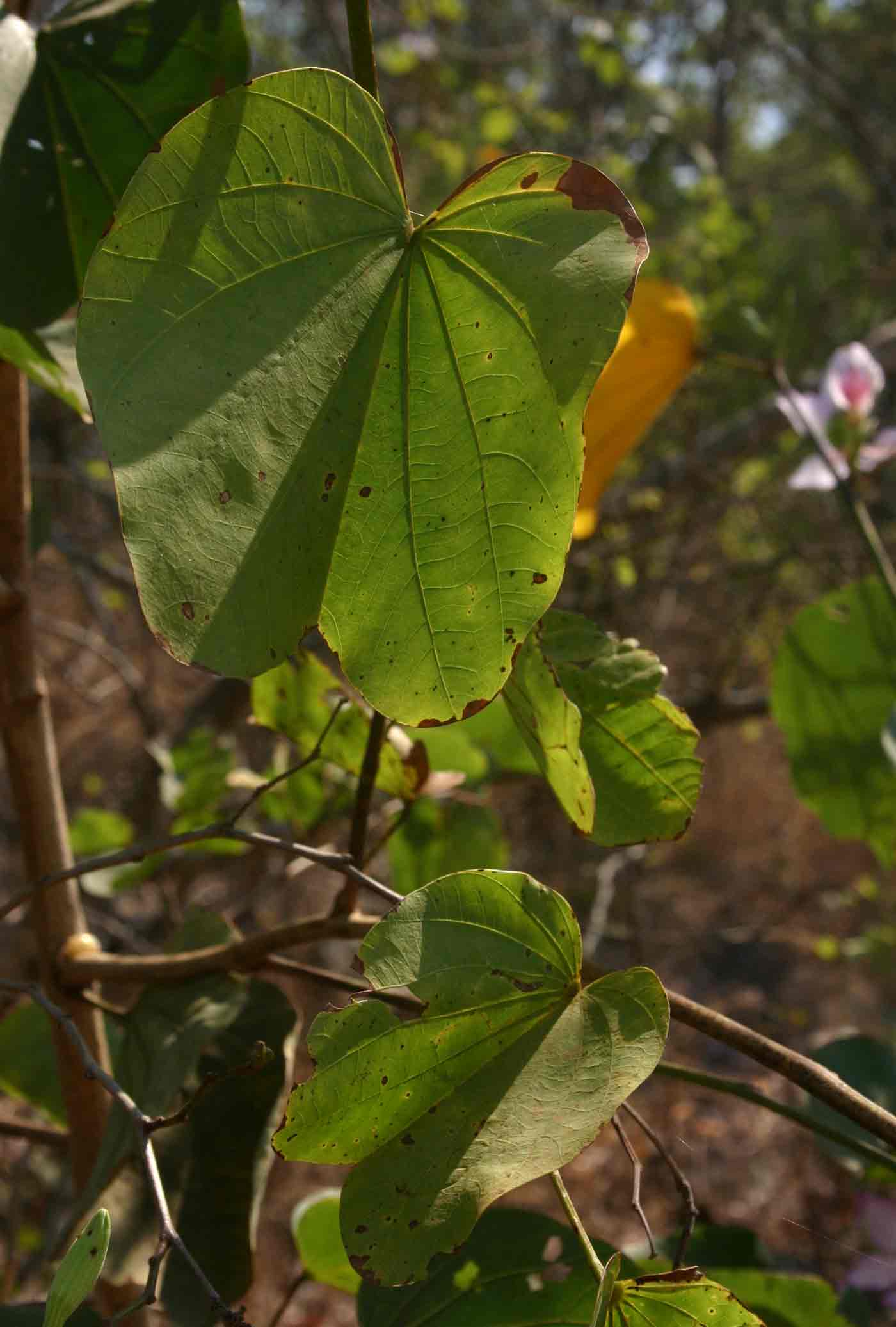 Bauhinia variegata var. variegata