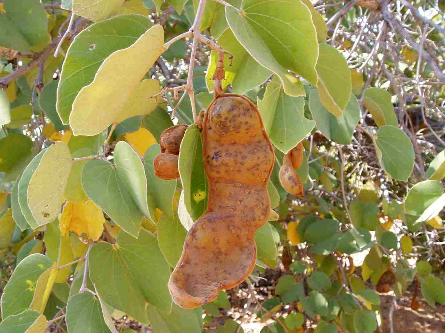 Piliostigma thonningii