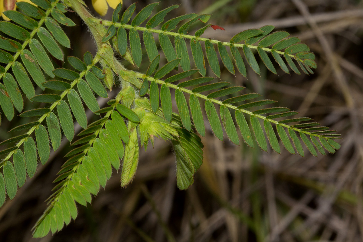 Chamaecrista falcinella var. parviflora Chamaecrista falcinella var. parviflora