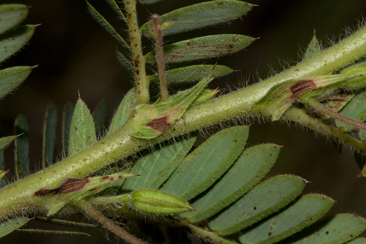Chamaecrista falcinella var. parviflora Chamaecrista falcinella var. parviflora