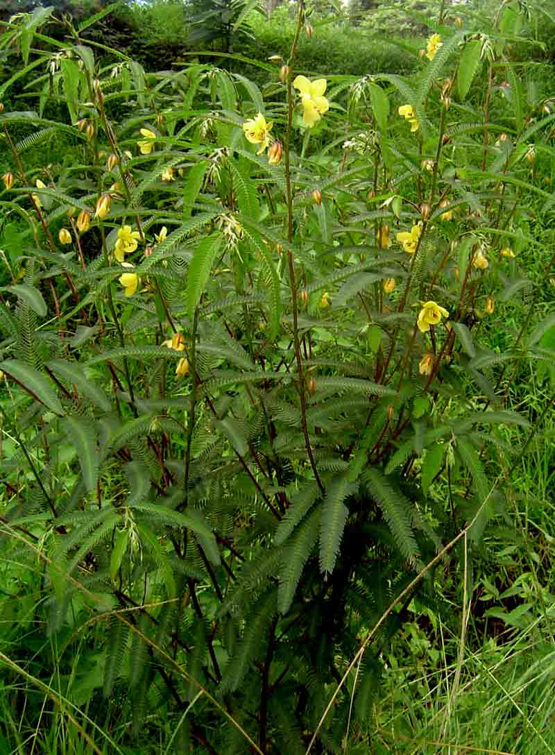 Chamaecrista mimosoides Chamaecrista mimosoides