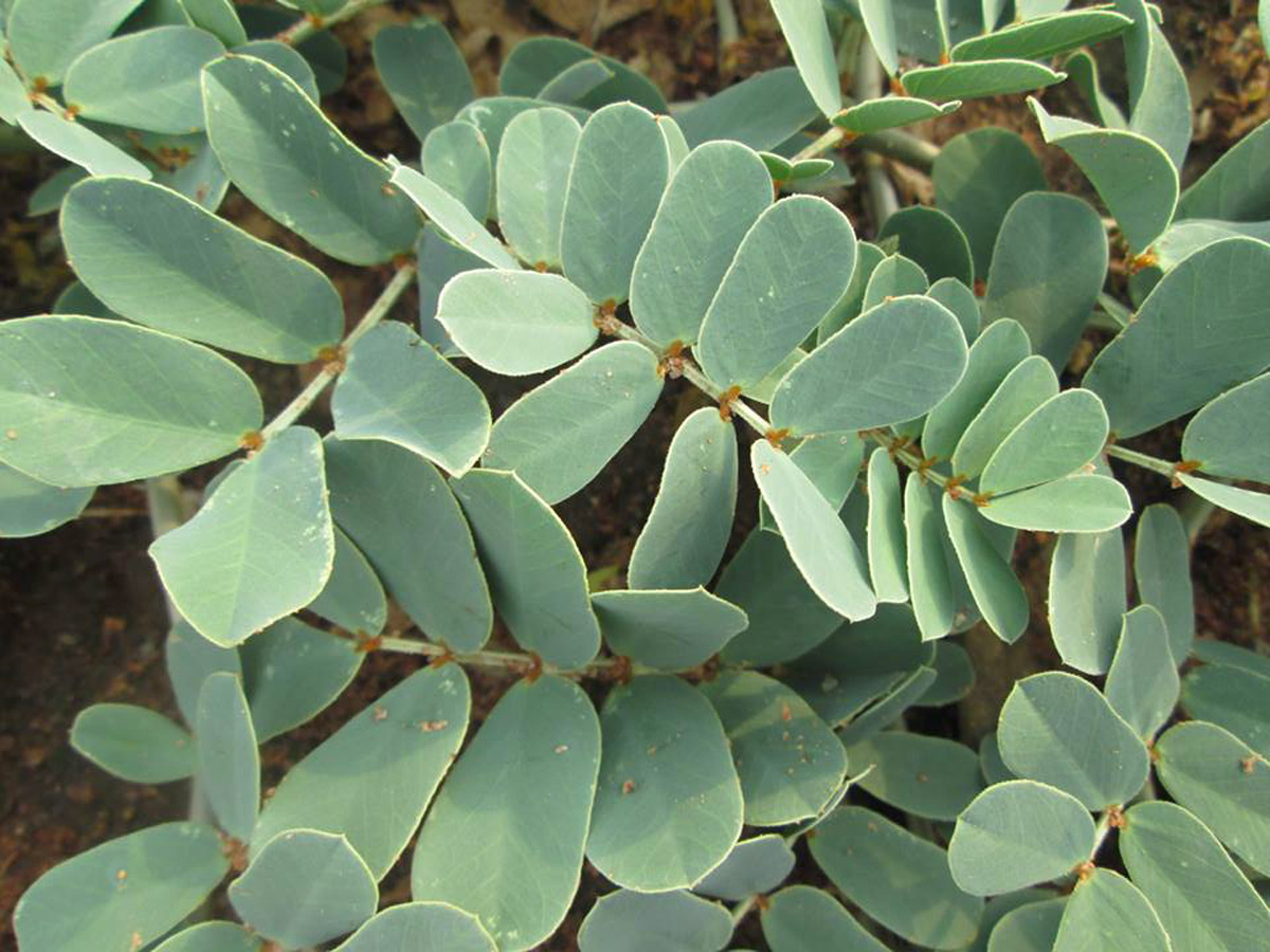 Senna italica subsp. arachoides