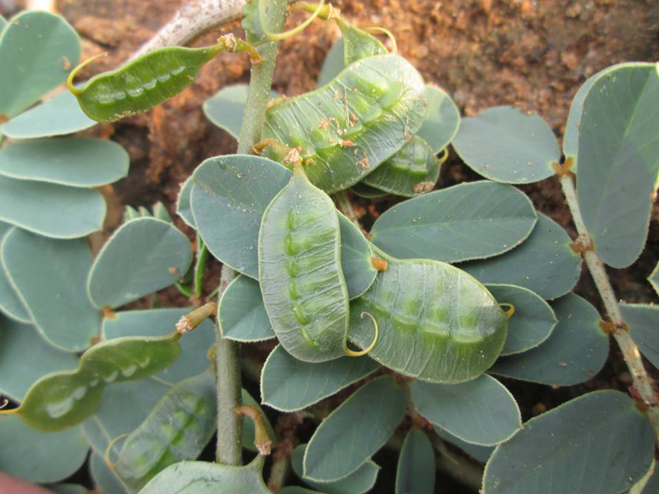 Senna italica subsp. arachoides