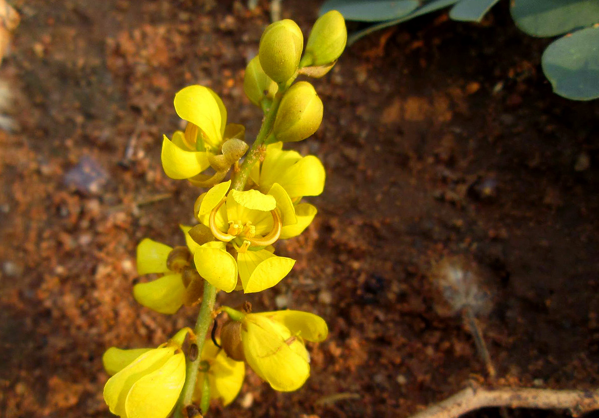 Senna italica subsp. arachoides