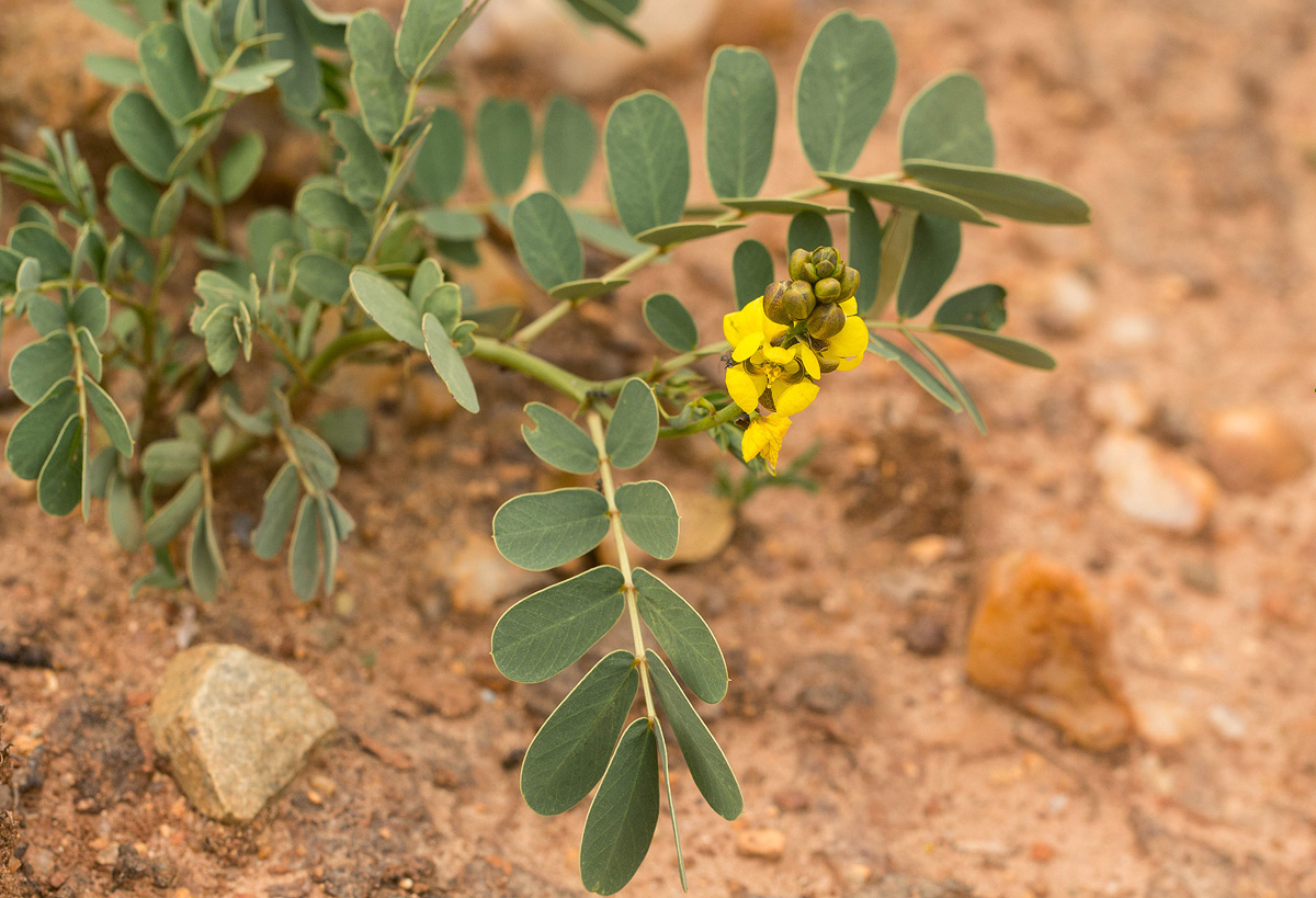 Senna italica subsp. arachoides