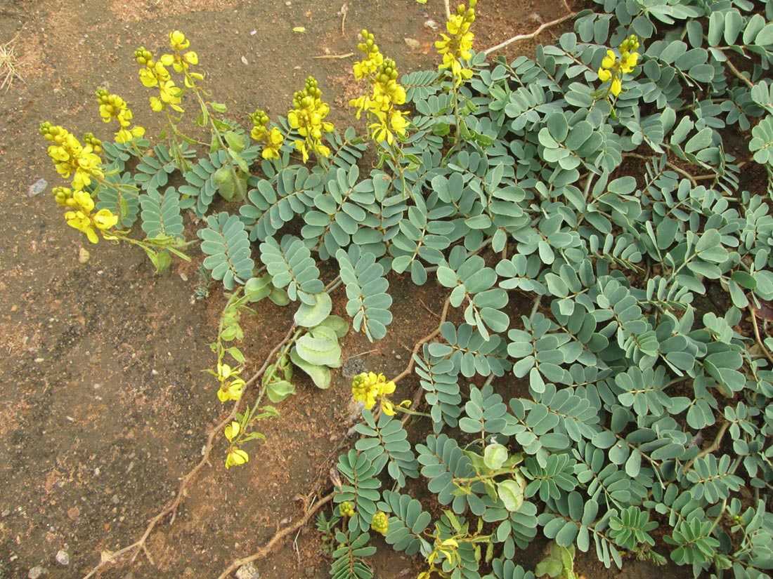 Senna italica subsp. arachoides