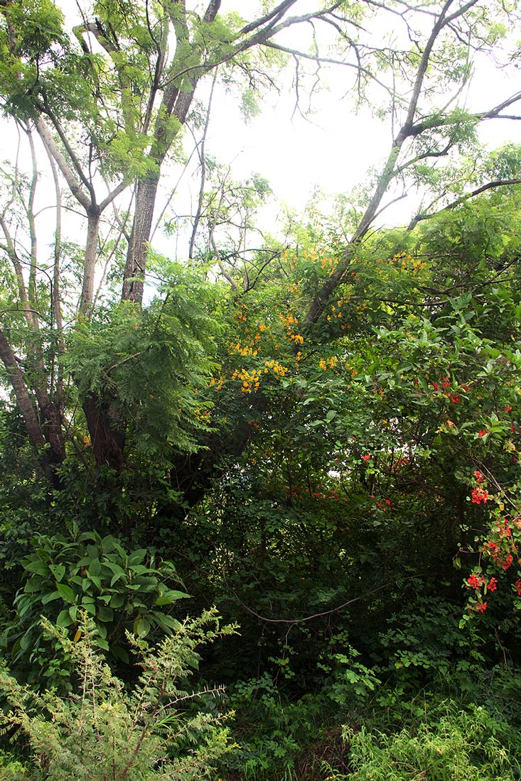 Senna pendula var. glabrata