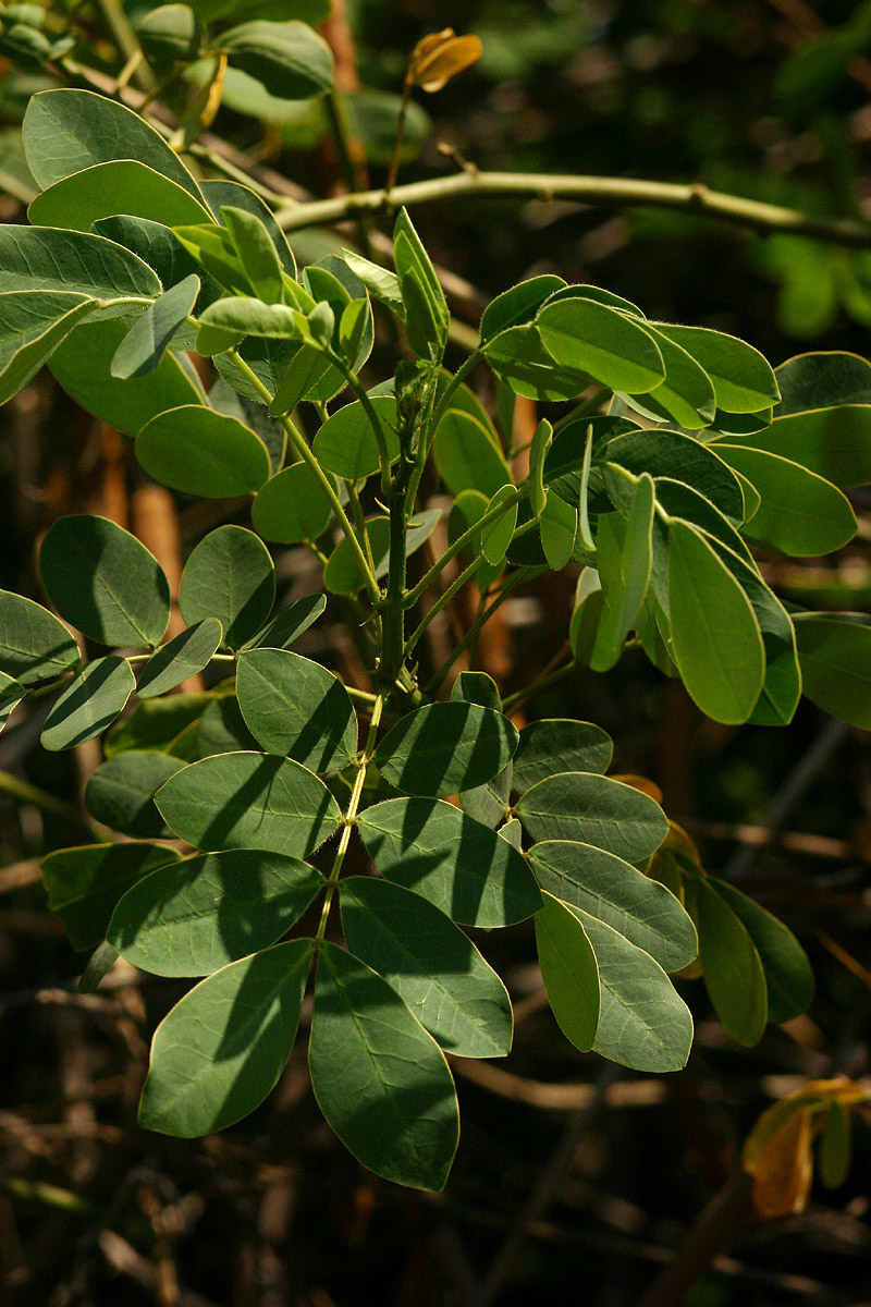 Senna pendula var. glabrata Senna pendula var. glabrata