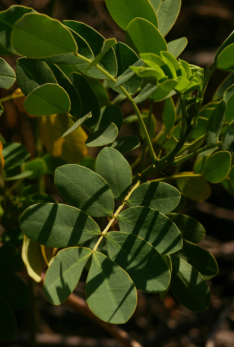 Senna pendula var. glabrata