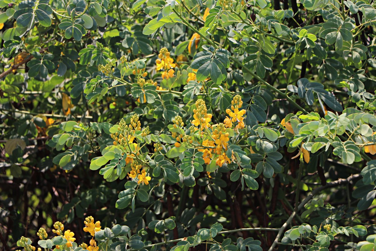 Senna pendula var. glabrata