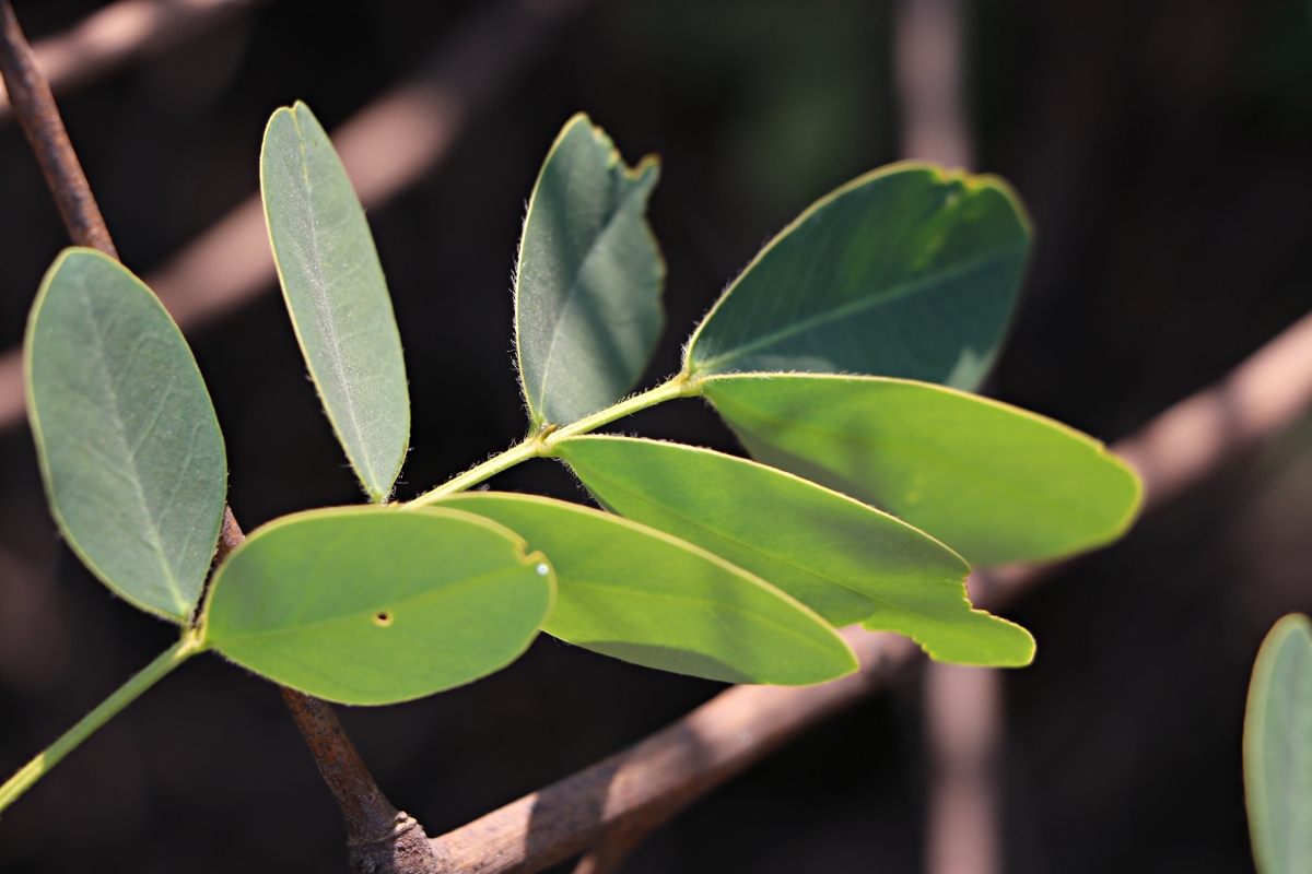 Senna pendula var. glabrata