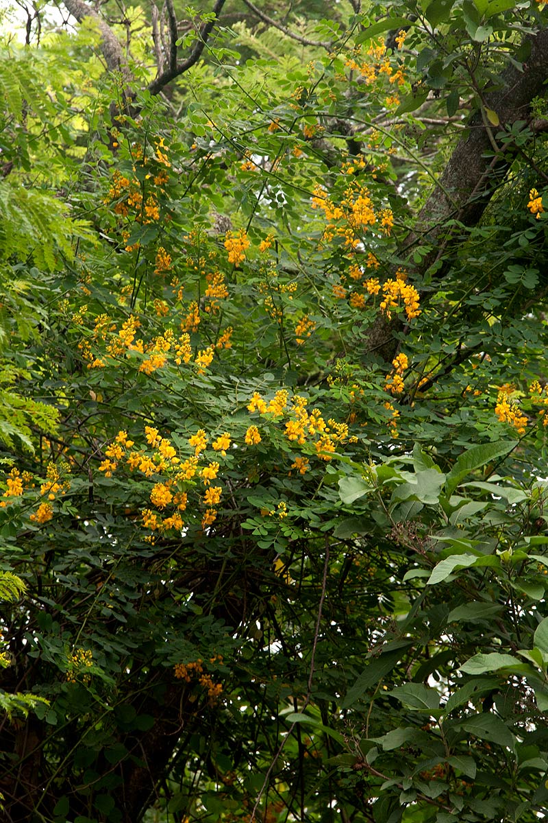 Senna pendula var. glabrata