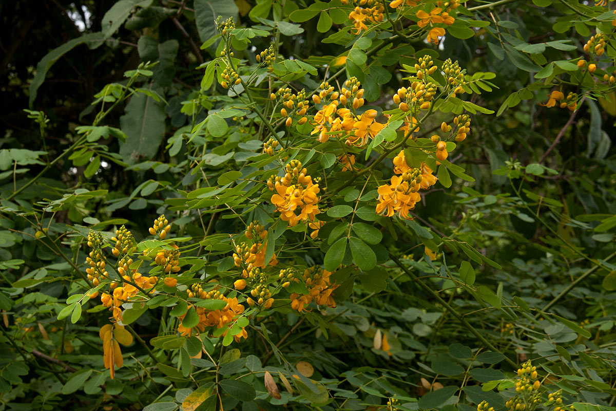 Senna pendula var. glabrata