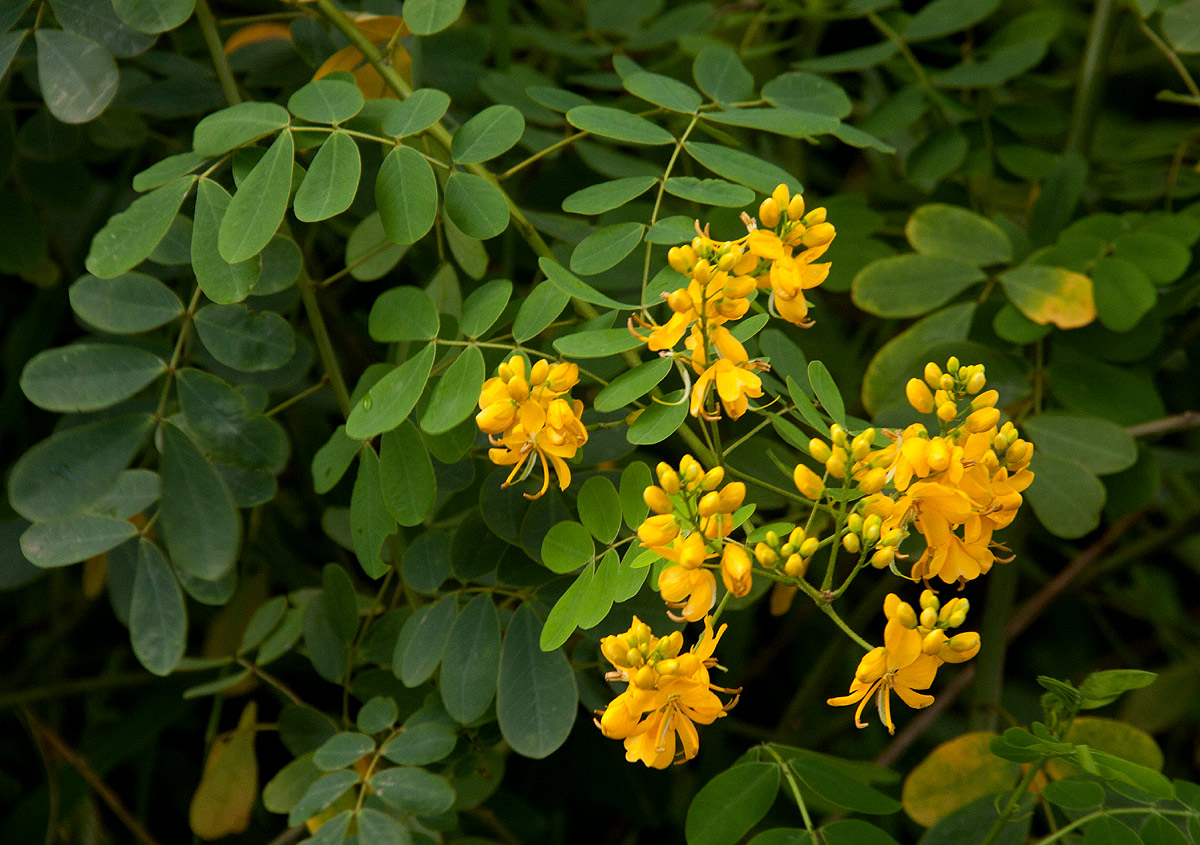 Senna pendula var. glabrata