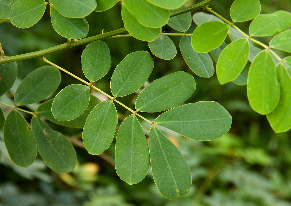 Senna pendula var. glabrata