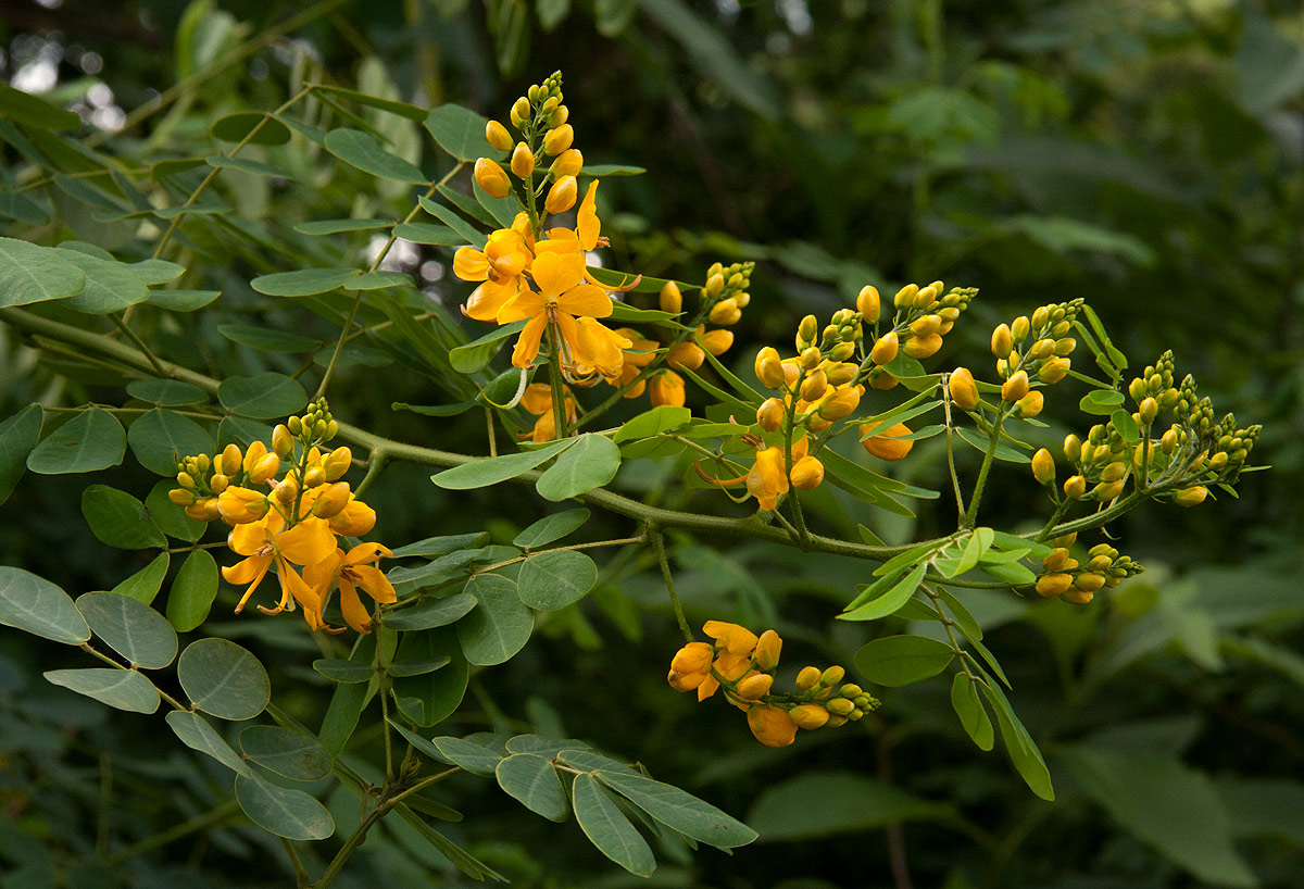 Senna pendula var. glabrata