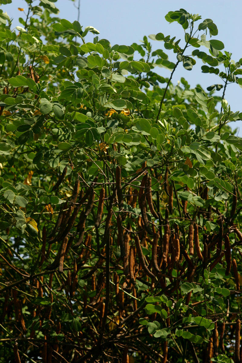 Senna pendula var. glabrata Senna pendula var. glabrata