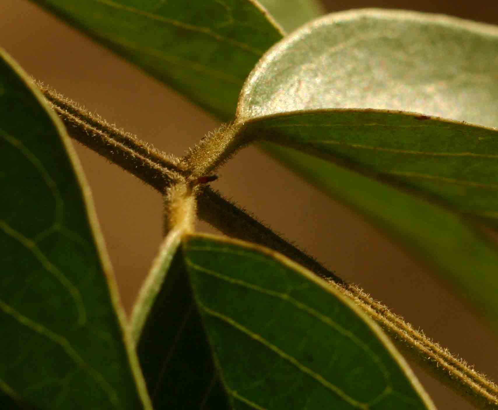 Senna petersiana Senna petersiana