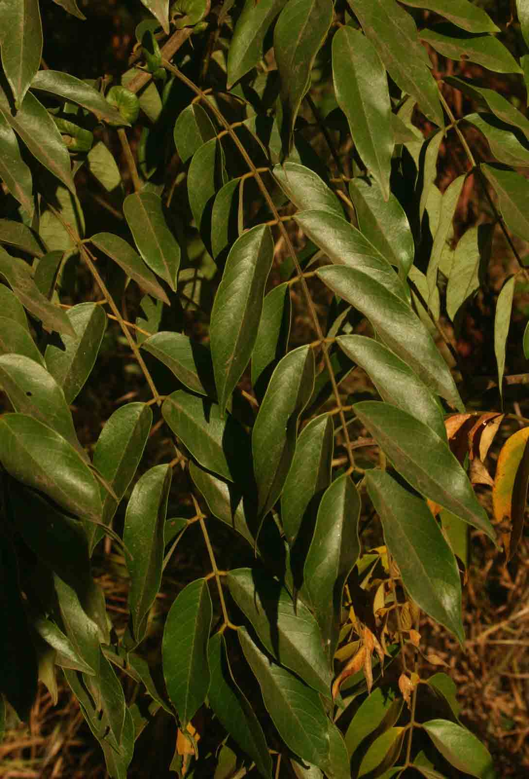 Senna petersiana Senna petersiana