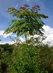 Acrocarpus fraxinifolius