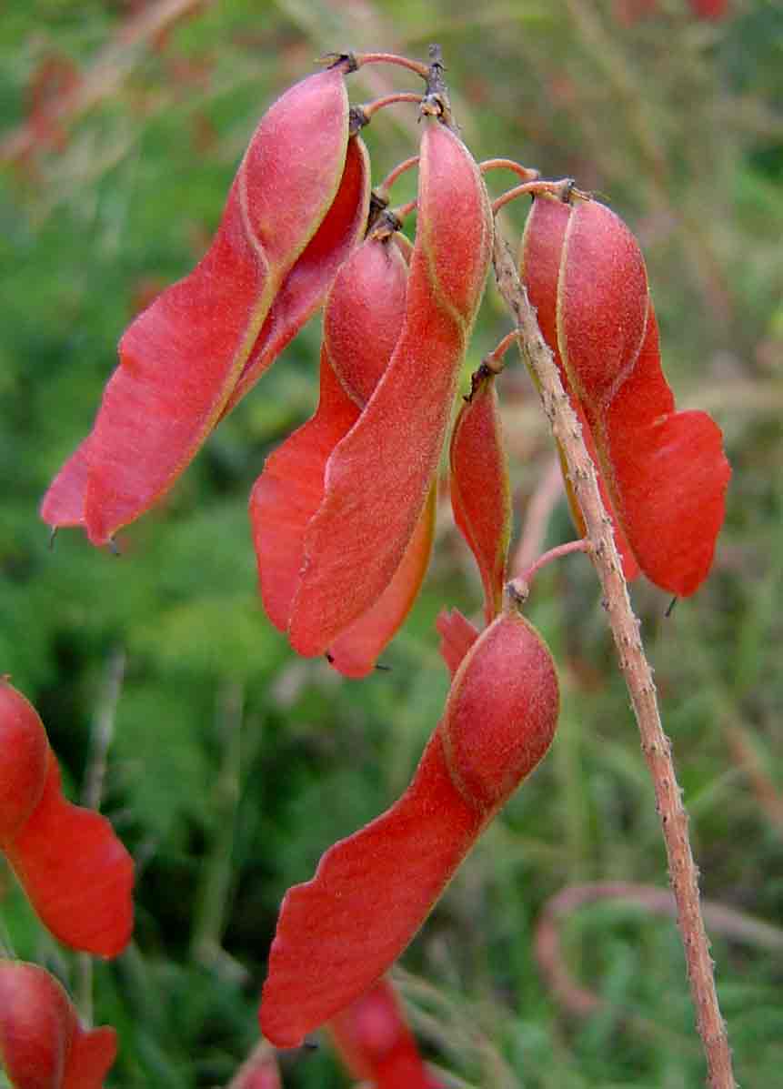 Pterolobium stellatum Pterolobium stellatum