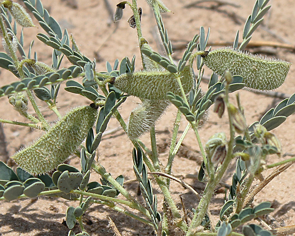 Pomaria burchellii subsp. burchellii