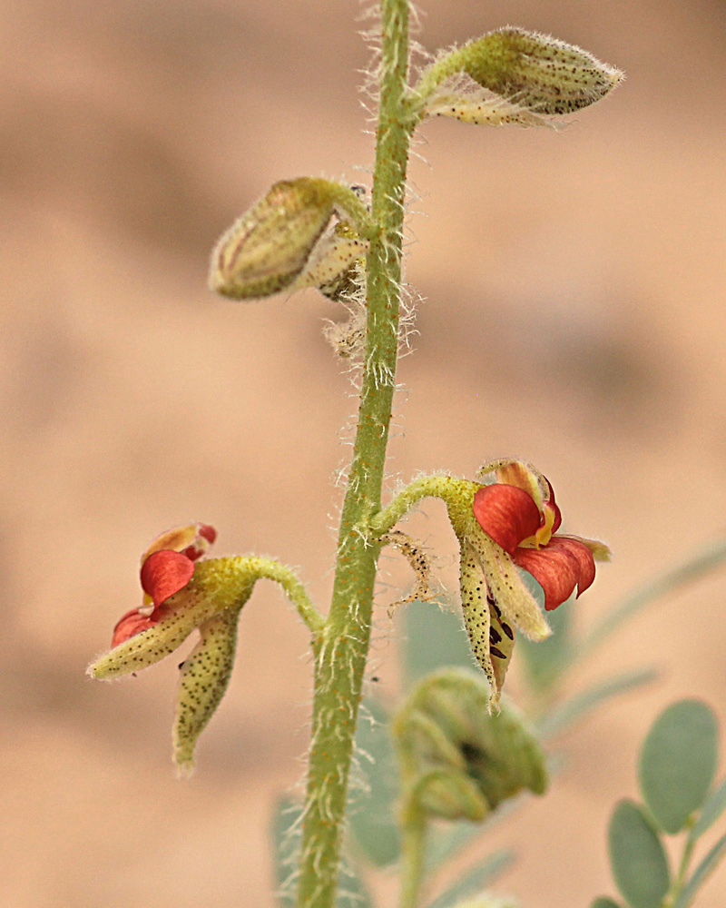 Pomaria burchellii subsp. burchellii