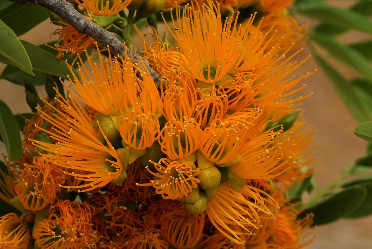 Cordyla africana