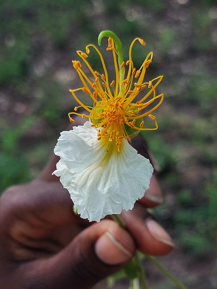 Bobgunnia madagascariensis Bobgunnia madagascariensis