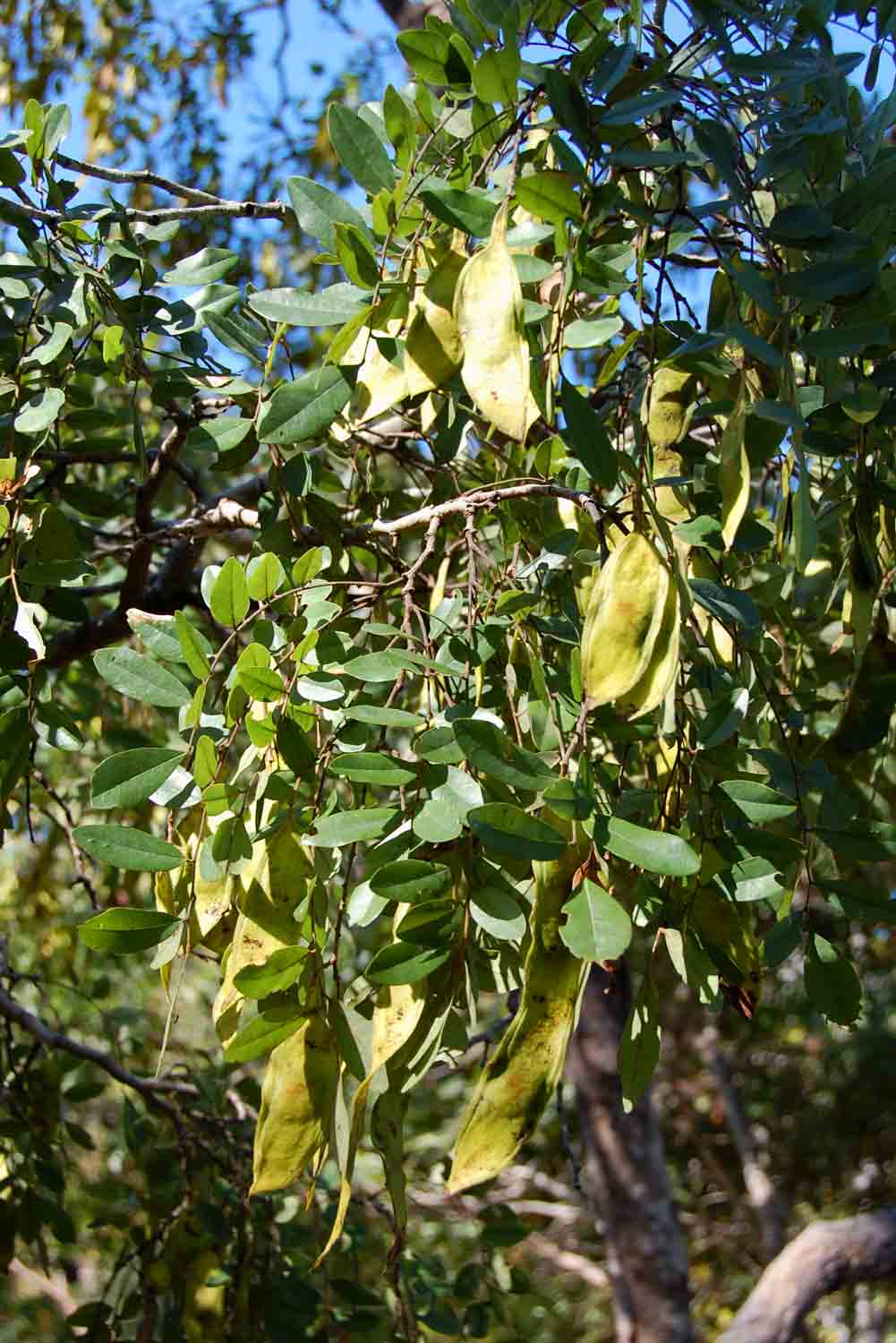 Pericopsis angolensis