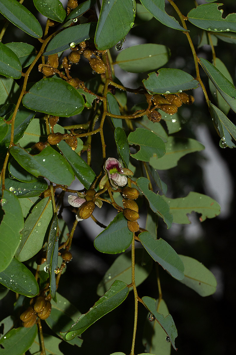 Pericopsis angolensis