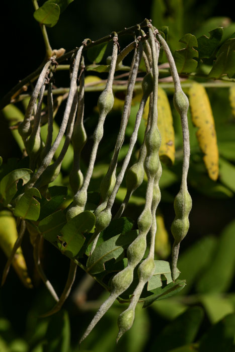 Sophora velutina subsp. zimbabweensis