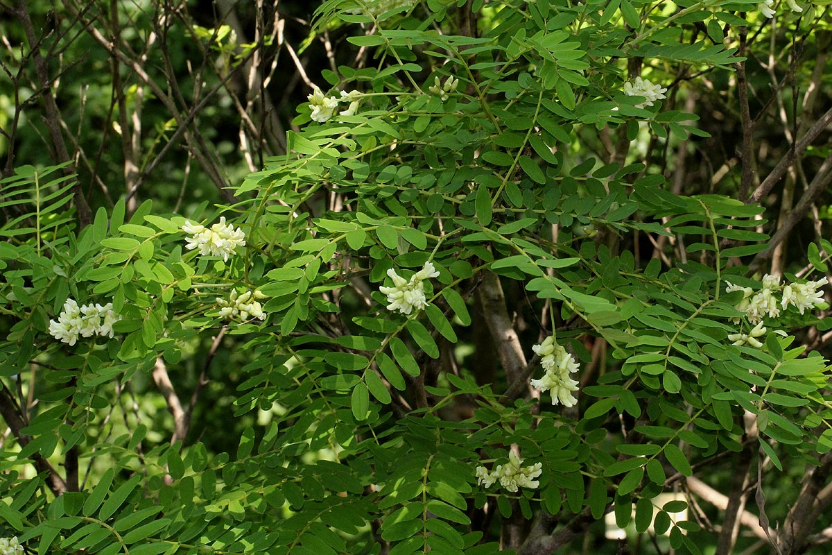 Sophora velutina subsp. zimbabweensis Sophora velutina subsp. zimbabweensis
