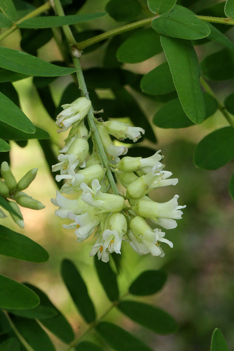 Sophora velutina subsp. zimbabweensis Sophora velutina subsp. zimbabweensis