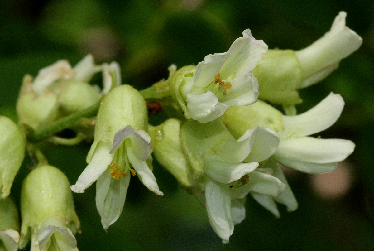 Sophora velutina subsp. zimbabweensis