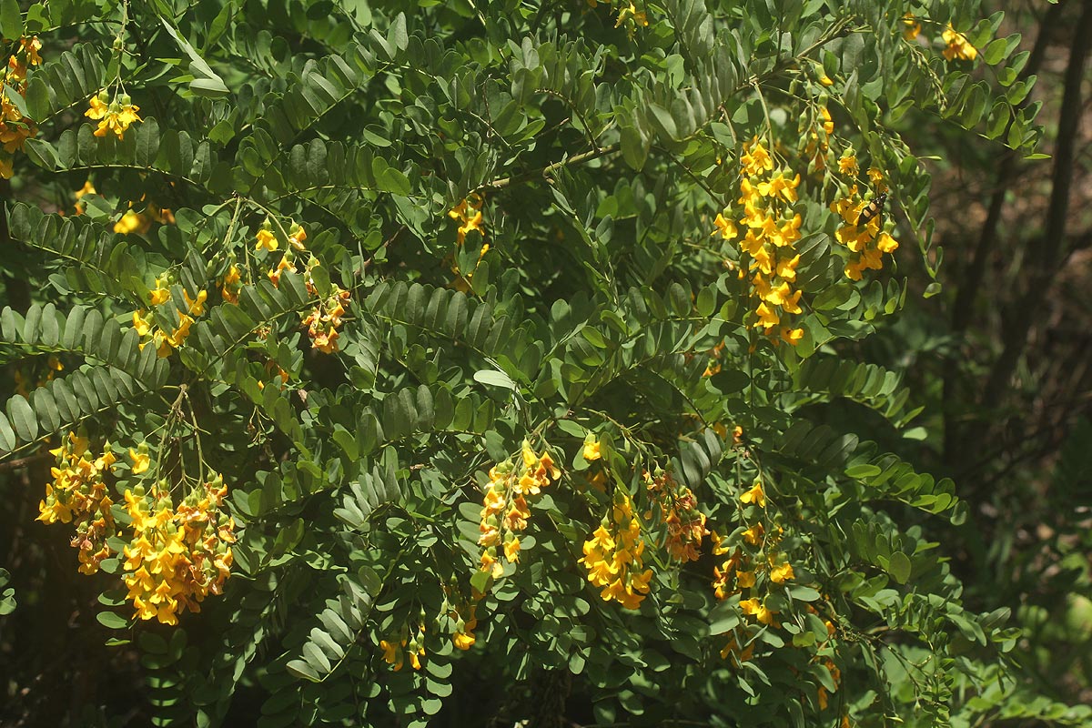 Calpurnia aurea subsp. aurea