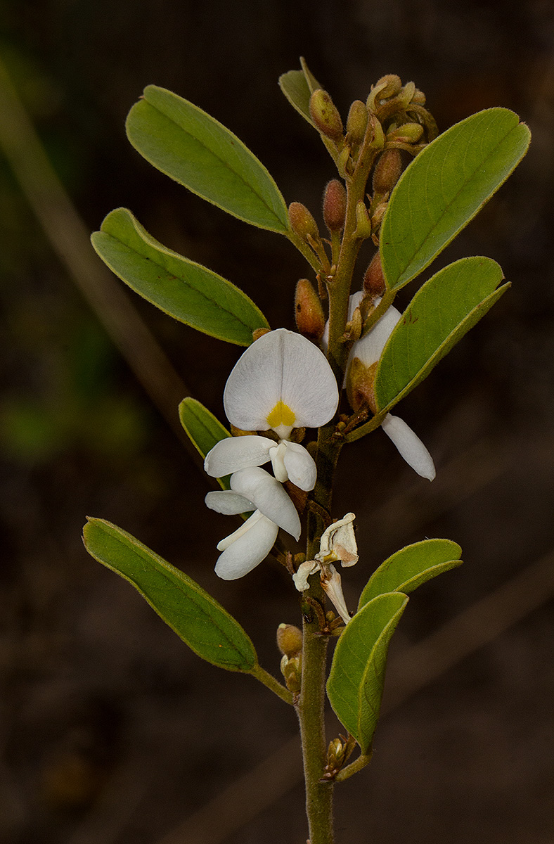 Baphia massaiensis subsp. obovata var. obovata